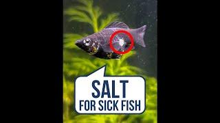 Got Sick Fish? Use Salt 