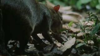 The Agouti and the Brazil Nut