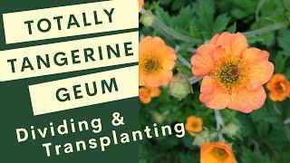 Totally Tangerine Geum: Dividing and Transplanting