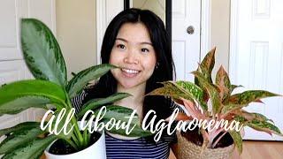 Aglaonema Care Tips & Tricks | Chinese Everygreen Plants