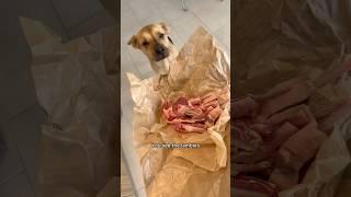 Rescue puppy’s priceless reaction to tasting lamb for first time