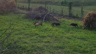 Training Rabbit dogs in the starter pen | 15week old Puppy's