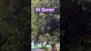 #quran #islam #islamic #islamicstatus #shorts #viralvideo #garden