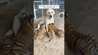 This mother dog adopted orphaned tiger cubs #shorts