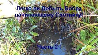 Легко ли Добыть Бобра начинающему Охотнику! Часть 2! Бобр в проходной капкан!