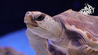 Skildpadde får adresse på Den Blå Planet