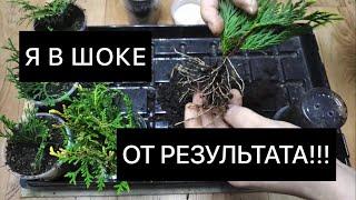 Как УКОРЕНЯЕТСЯ ТУЯ? Будем черенковать ТОЛЬКО ТАК!