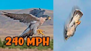 The FASTEST BIRDS In The World 