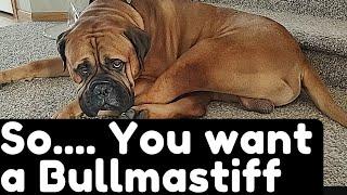 So...You Want A Bullmastiff - What to expect!