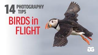 14 PHOTOGRAPHY TIPS FOR BIRDS IN FLIGHT | Capturing sharp puffin photos