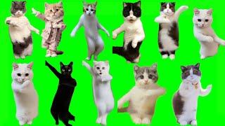 Cats dancing green screen compilation