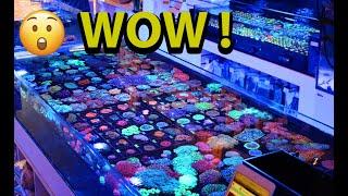 The NICEST collection of LPS Corals