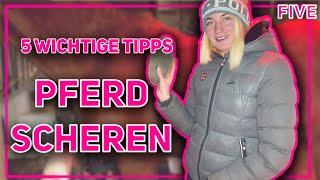 Pferd scheren die 5 WICHTIGSTEN Tipps - FIVE