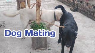 Dog mating