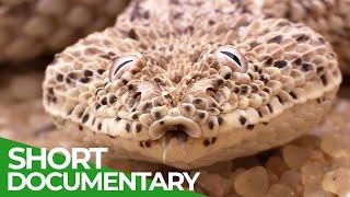 The Namib Desert - A Living Ocean of Sand | Free Documentary Nature