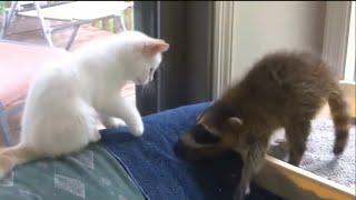 Top 5 Best Video with raccoons. Funny Raccoon and cat.