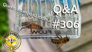 Backyard Beekeeping Q&A 306 Queens Queens Queens and More on swarms