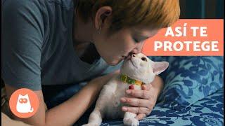 7 COSAS que tu GATO hace para PROTEGERTE a ti y a tu hogar 