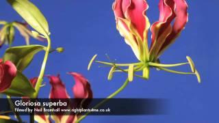 Gloriosa superba flower opening time lapse