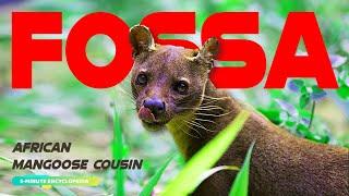 FOSSA the African Mangoose Cousin - 5-Minute Encyclopedia