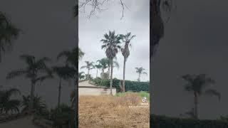 Poda de palmeras 