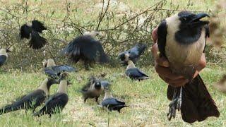 How To Catch Crow With Ring Trap || 100% Working Pigeon trap, Crow Trap, birds Trap || Raptors Today