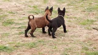 Belgian malinois puppies at 7 weeks old.