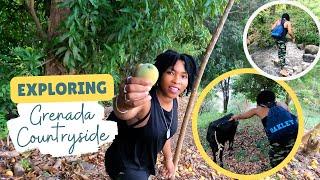 My First Time Petting a Cow! | Mango Season in Grenada | Exploring Grenada's Countryside!