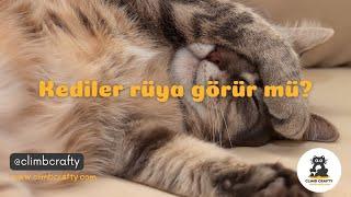 Kediler Rüya Görür mü?