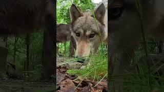Curious wolves!! #wildlife #wolf #summer