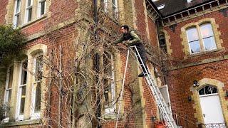 Winter Pruning Wisteria ( Advice on what to do!) Cutting Back a Tangled Mess