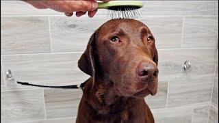 My Labrador Bear Get's Groomed!