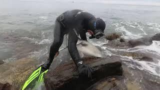 ПОДВОДНАЯ ОХОТА ЧЕРНОЕ МОРЕ СУПЕР ТРОФЕЙ