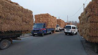 Qoqon hashak bozori bugungi narhlar bilan tanishing 12.03.2025yil