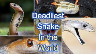 List of 50 Most dangerous Snake Species  #snake #youtube #shorts #mrbeast #ronaldo #messi #world #is