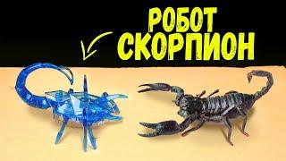 ЧТО БУДЕТ ЕСЛИ СКОРПИОН УВИДИТ РОБОТА СКОРПИОНА HEXBUG? ЖЕСТОКАЯ СХВАТКА РОБОТА И СКОРПИОНА