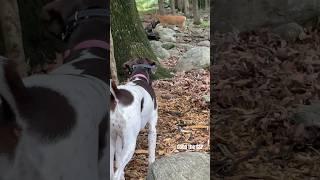 Wait Until You See What’s Next Coco the GSP