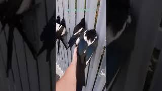 сороки застряли в заборе//magpies are stuck in the fence