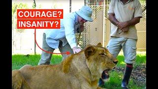 PETTING WILD LIONS (Rare video), PORT LOUIS, MAURITIUS