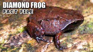 Diamond Frog Facts: a WIDE-HEADED Frog  Animal Fact Files