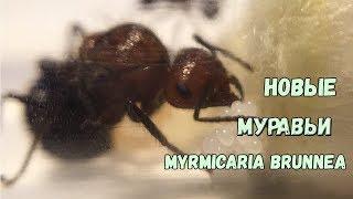 НОВАЯ КОЛОНИЯ - Myrmicaria brunnea // МИРМИКАРИЯ БРУНЕЯ начало! муравьи