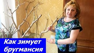 Где и как зимует моя бругмансия ...