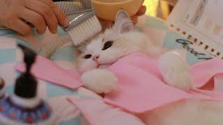 Hair Coloring Session + Makeup for Headshot Photoshoot | The Cat Spa ASMR Pt. 7