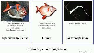 Рыба, отряд опахообразные fish Natural Haugen Light Краснопёрый Радиицефаловые Chris король Опахи