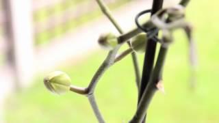 Orchid New Growth - New Flower Spikes, and New Roots