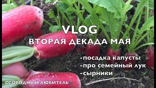 VLOG ВТОРАЯ ДЕКАДА МАЯ! ПОСАДКА КАПУСТЫ. СЕМЕЙНЫЙ ЛУК. ГОТОВЛЮ СЫРНИКИ!