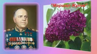 Военные сирени Леонида Колесникова