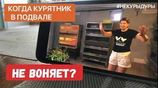 Когда курятник в подвалe жилого дома. Нет ли запаха?