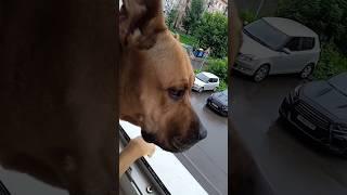 Моя любимая собачка #dog#staff