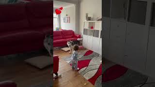 Playing with dogs is always a joyful moment! &️ #joy #baby #awesome #viral #dog #animals #video